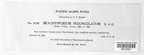 Coryneum pedunculatum image